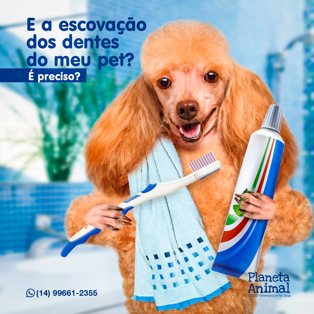 O que devo ensinar ao meu pet?