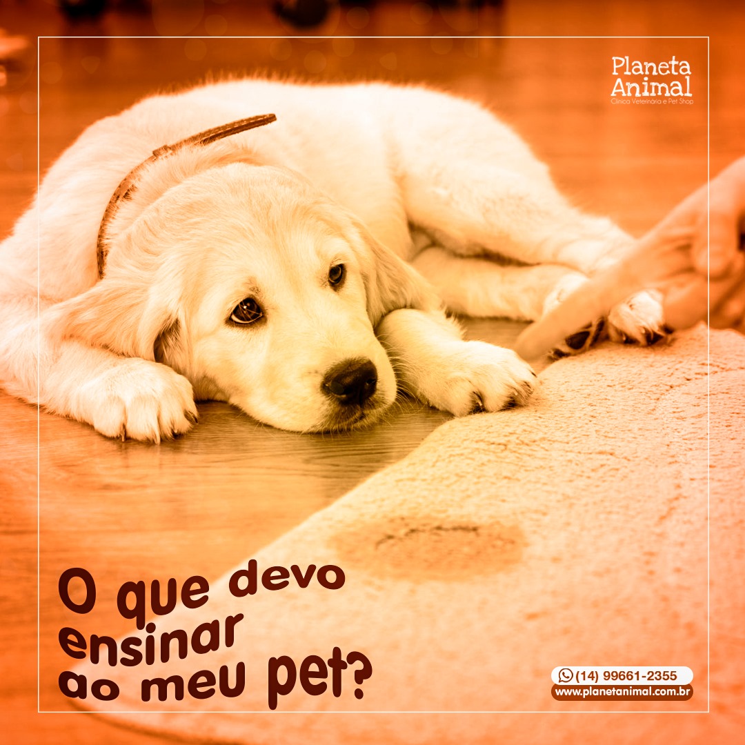 O que devo ensinar ao meu pet?